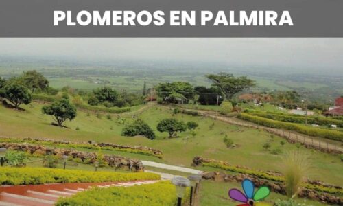 PLOMEROS PALMIRA